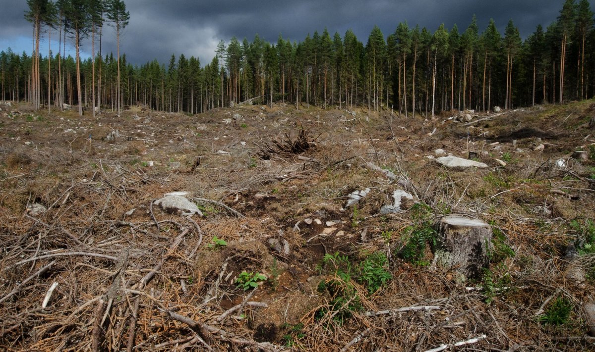 Lagedaks raiutud mets Soomes.