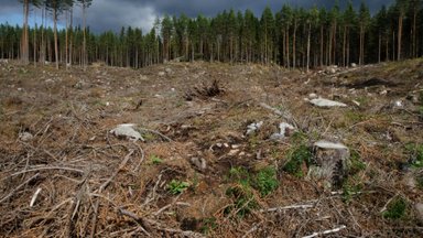Lageraie kahandab metsalinnustikku: näide Lõuna-Soomest