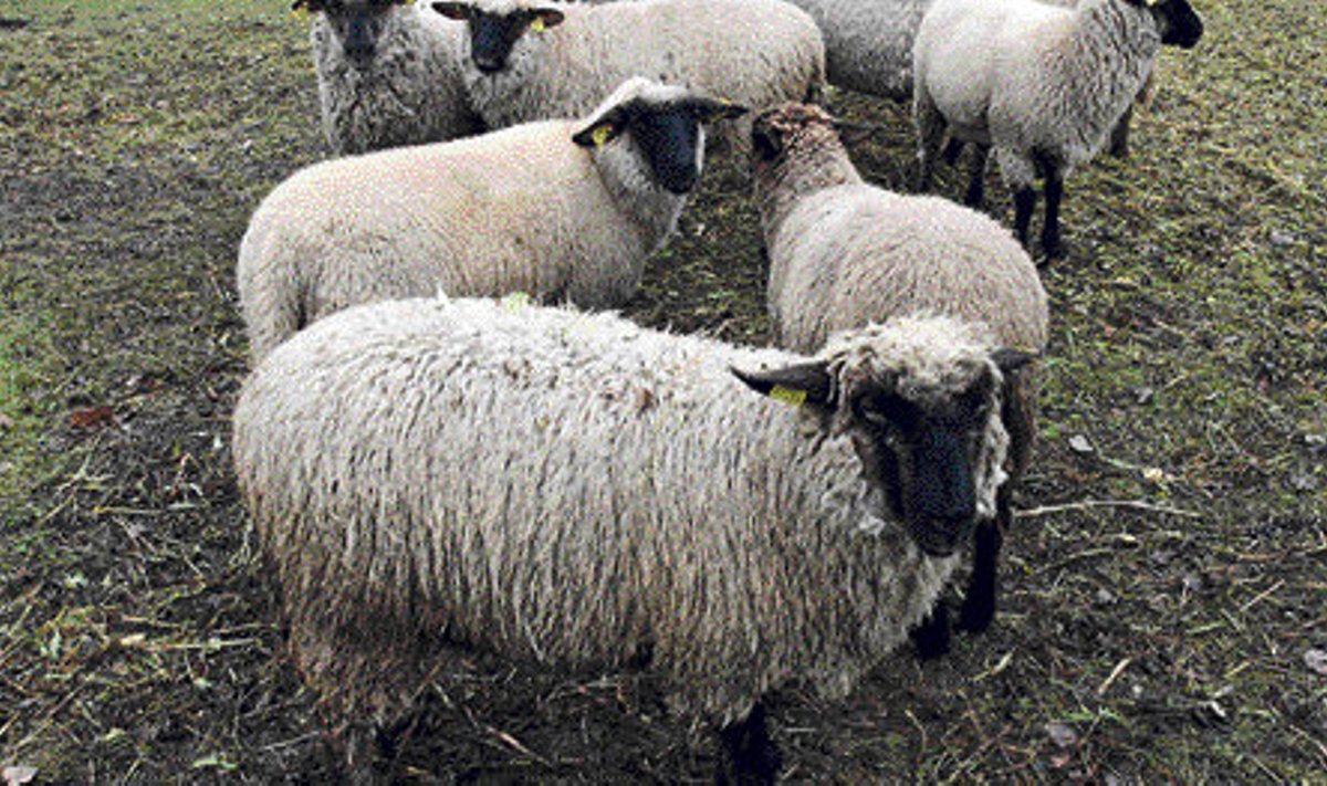 Johannese lambad on kõik mustapealised, sest just mustpäid Johannes tahtiski. 
Alumisel fotol: emand Vaira mekib puukoort.