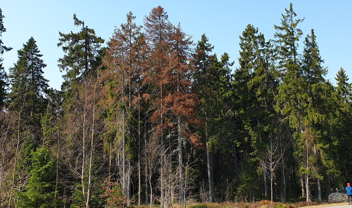 Niisuguseid pruuniks tõmbunud kuuski on siin-seal Eestis näha. Nende lähedaste metsade omanikud peaks üraskirüüste suhtes iseäranis valvsad olema.