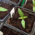 Kuidas kasvatada paprikat seemnest