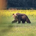 IMELISED FOTOD | Koroonaaeg nakatas prokuröri hoopis muu pisikuga: ta hiilib päikesetõusul metsades ja suhtleb põtradega