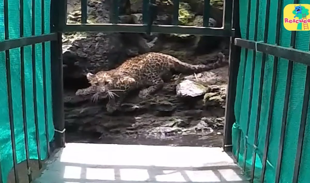 Leopardikutsika puuri püüdmine