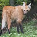 Очередная потеря для Таллиннского зоопарка: скончался последний гривистый волк