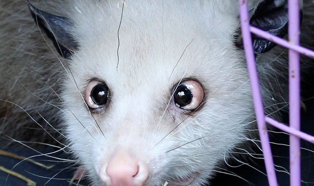 opossum heidi