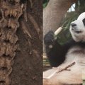 Hiina arheoloogid leidsid keisri 2000 aasta vanusest hauast hiidpanda luustiku