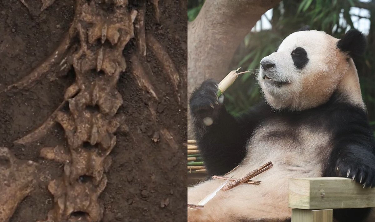 Panda ja leitud luustik