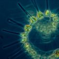 Rauaga väetamine päästab fütoplanktoni, kas ka meid?