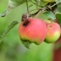 Mis on lahti tänavuse õunasaagiga: kõik õunad on pisikesed, ussitanud ja kukuvad alla!