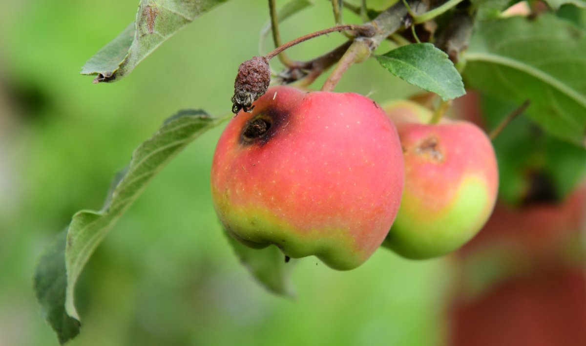 Õunakoid hävitavad üle Eesti õunasaake