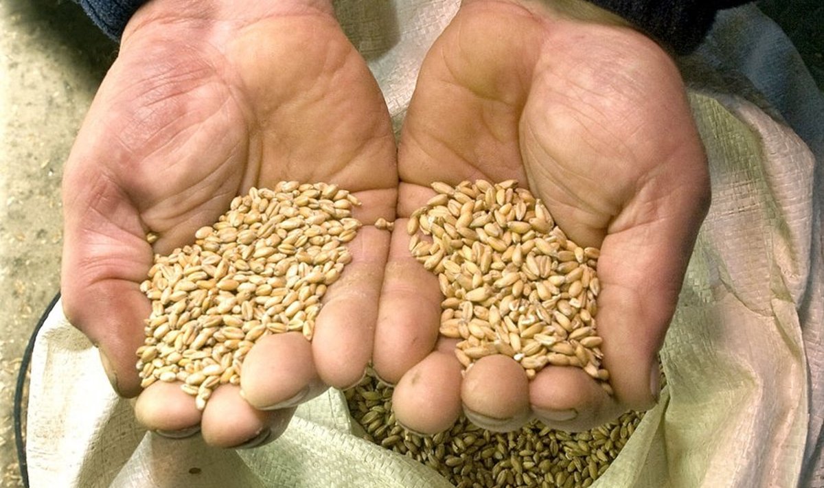 Maailmas oleks turgu ka ürgsel nisusordil – speltanisul, ent praegu kasvatatakse seda Eestis veel liiga vähe.