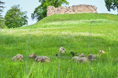 Viljandi lossimägede nõlval alustasid tööd kümme looduslikku muruniitjat