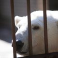 Stuttgardi loomaaia jääkaru suri, olles ära söönud külastajate visatud kuue ja koti