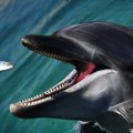 ФОТО | Дельфин соскучился по людям во время карантина и стал приносить им подарки со дна океана