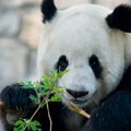 Pandade lõpp võib saabuda kahe põlvkonna pärast