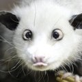 Haigustest vaevatud kõõrdsilmne opossum Heidi pandi magama