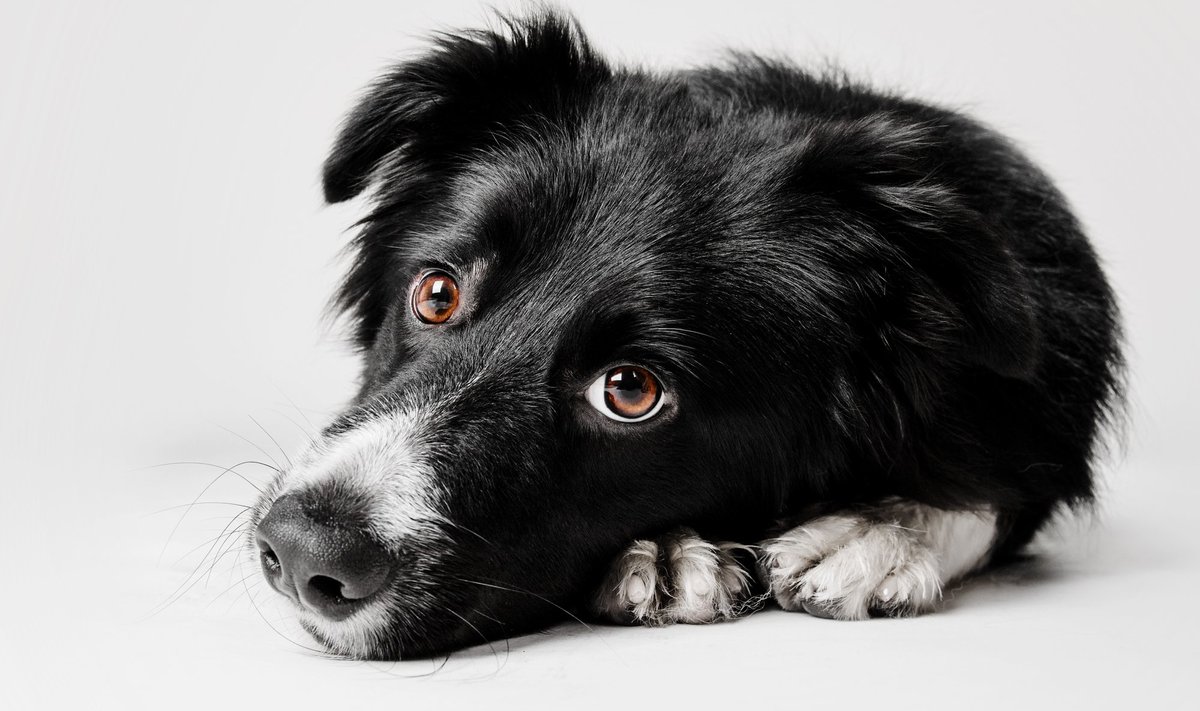 Border Collie