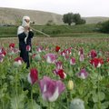 ÜRO: Afganistani oopiumitoodang on sel aastal rekordiline