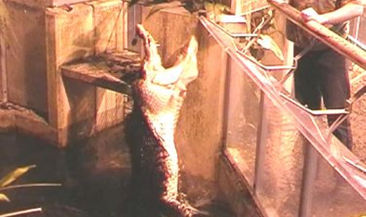 Krokodill (Tallinna loomaaia foto)