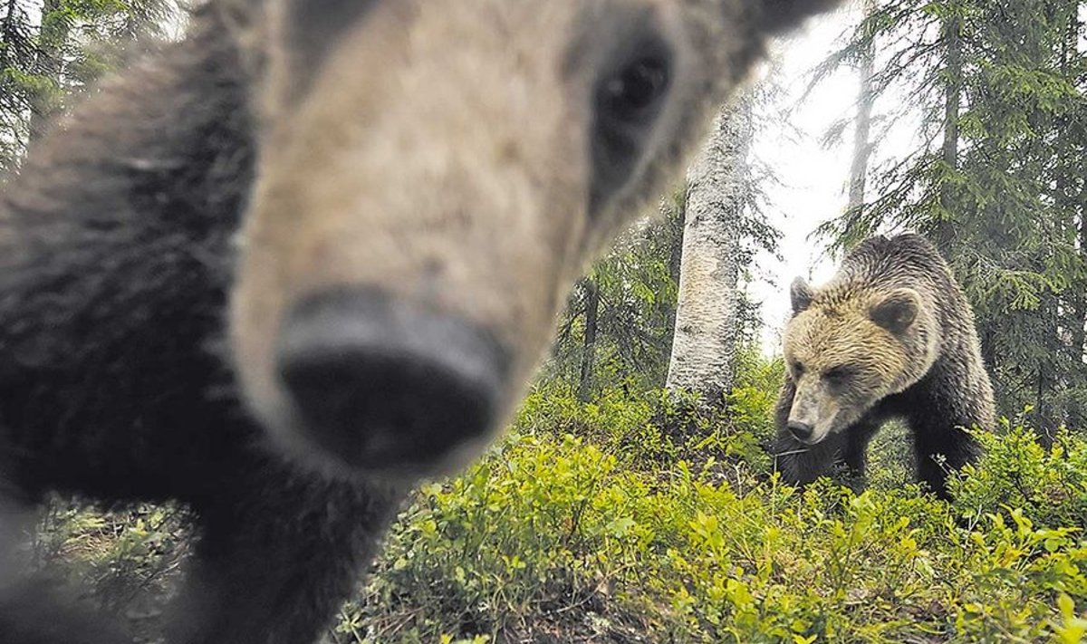 Karu ei tule küll karta, kuid pildistada on ikkagi kindlam varjemajas istudes.  (Foto: Staffan Widstrand)