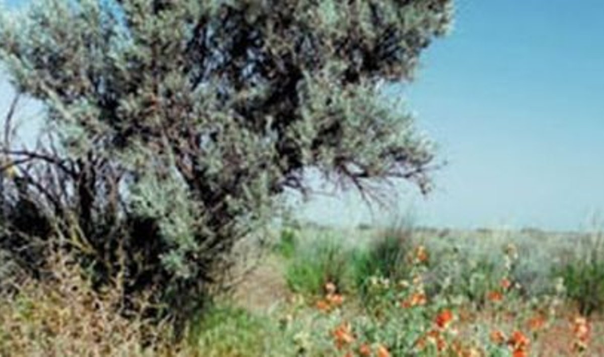 Puju (Artemisia tridentata). Foto: Wikipedia