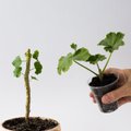 Kuidas teha aknalaual välja veninud taimedest pistikud, et kasvatada uued lopsakad taimed