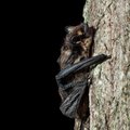 Tutvu salapäraste tiivulistega: nädalavahetusel toimub nahkhiirte öö