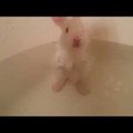 VIDEO: Nunnumeeter põhjas! See vanni võttev jänkubeebi on kõige armsam tegelane, keda sa täna kohtad