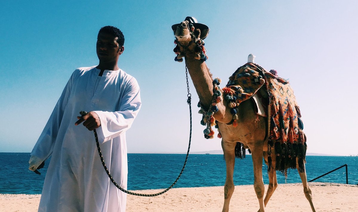 Egiptus ja kaamlid käivad käsikäes.