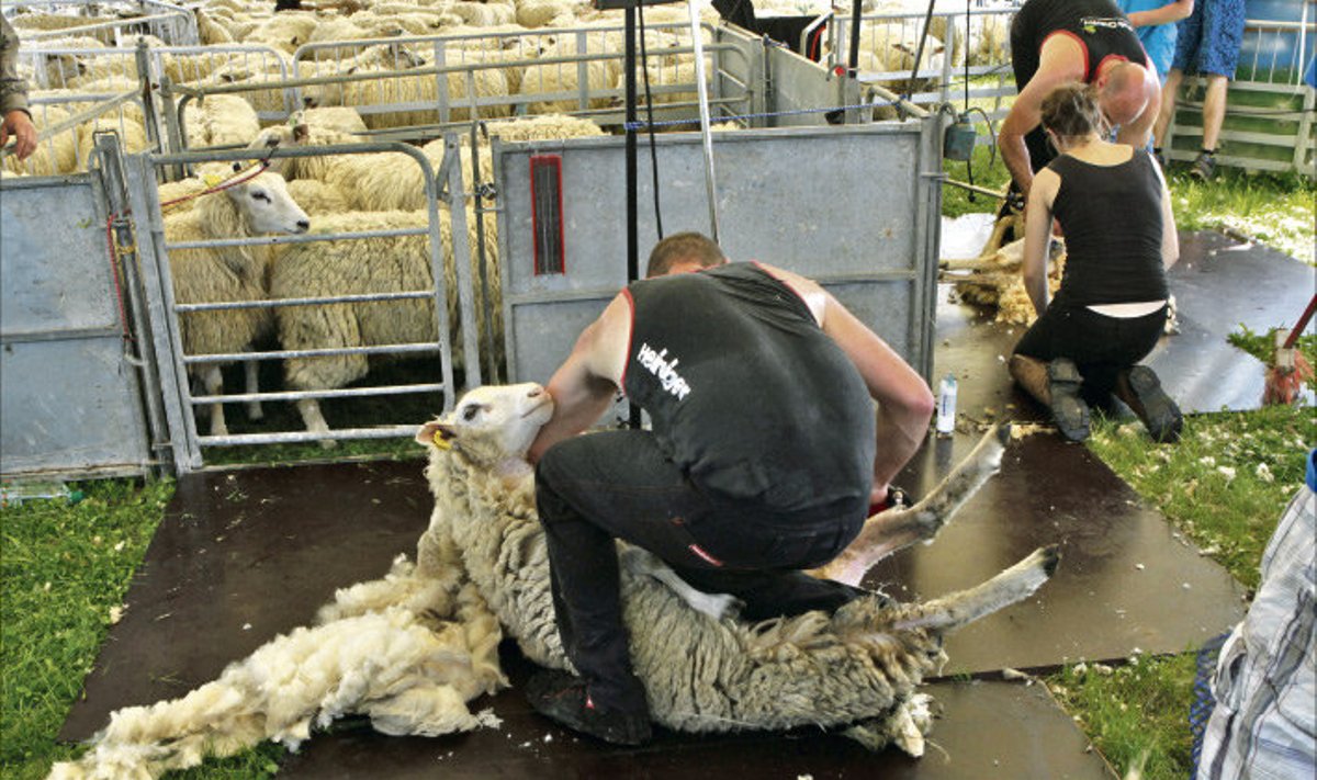 Uus-Meremaalt pärit vennad Matthew  ja Rowland Smith käivad lambaid pügamas üle maailma. Lamba pügamiseks elektrimasinaga kulus Sõmerus keskmiselt kaks minutit.
