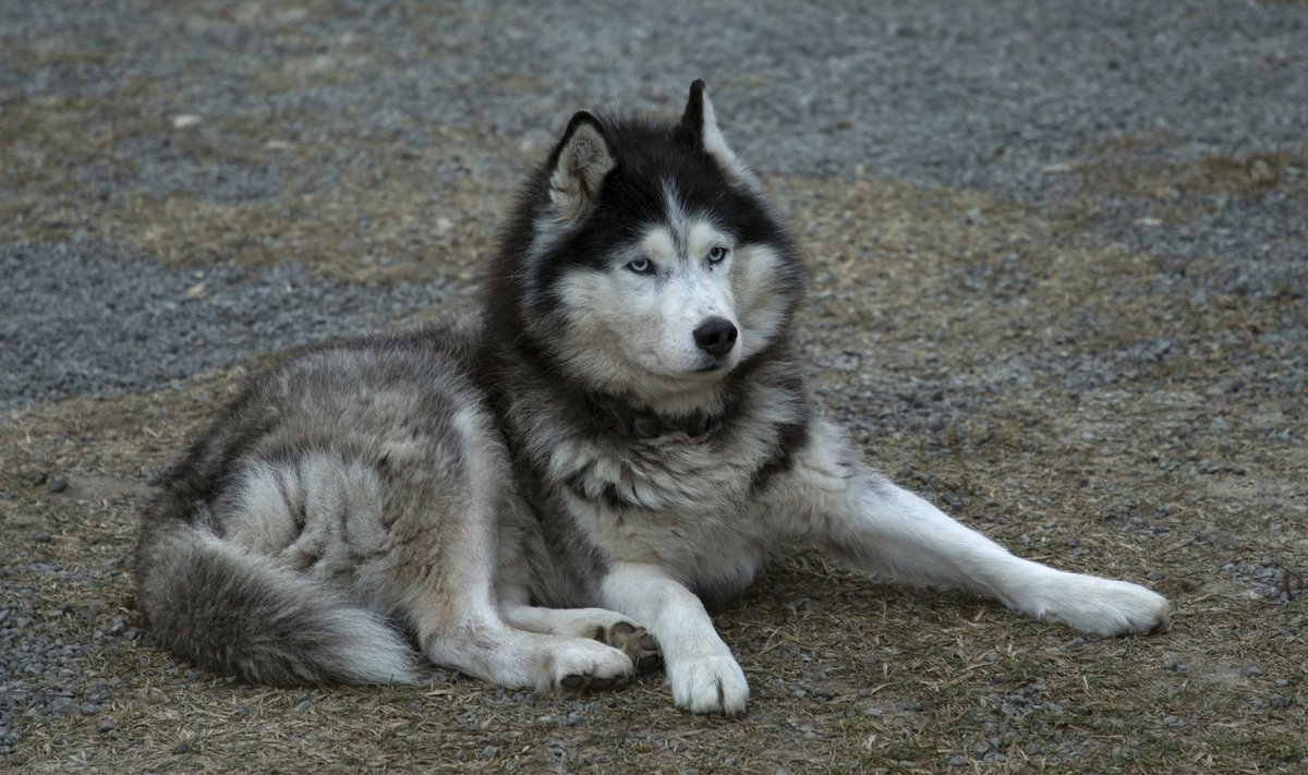 Siberi husky