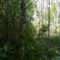 Väikemetsaomanike seas tehtud värske uuring näitab metsadebati reaalset mõju