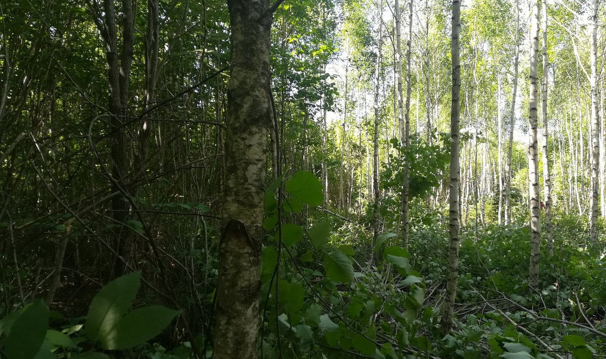 Metsaomanike seas läbi viidud küsitlusest selgus, et nad on valdavalt teinud oma metsas hooldusraied (71%) ning märgatavalt vähem uuendusraied (46%).