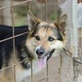 Kohus keelas vastavatud lemmikloomade varjupaigas koerte majutamise
