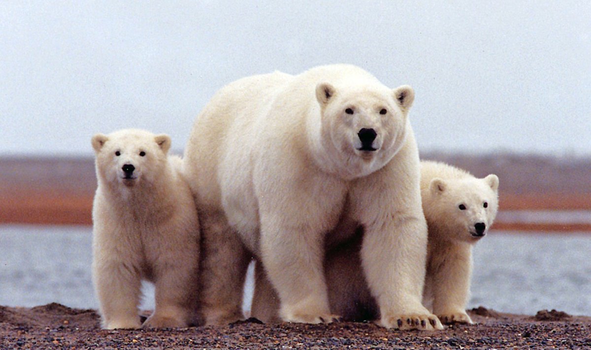 Kui arktiline merejää täiesti kaob, on jääkarude laul lauldud.