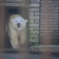 Mati Kaal muretseb loomaaia jääkarude tuleviku pärast