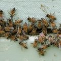 Linnamaja katusel toodetud mesi ei erine maameest sugugi