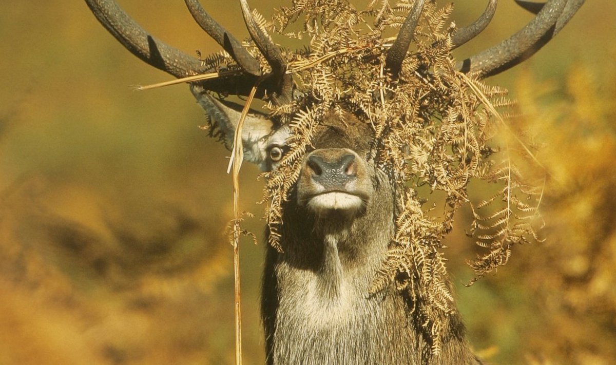 "Punahirve peaehe." Autor Danny Green, Inglismaa. Kuue meetri kauguselt pildile jäänud hirve sarvekrooni on Leicestershire`i keskaegses hirvepargis kinni jäänud sõnajalg.