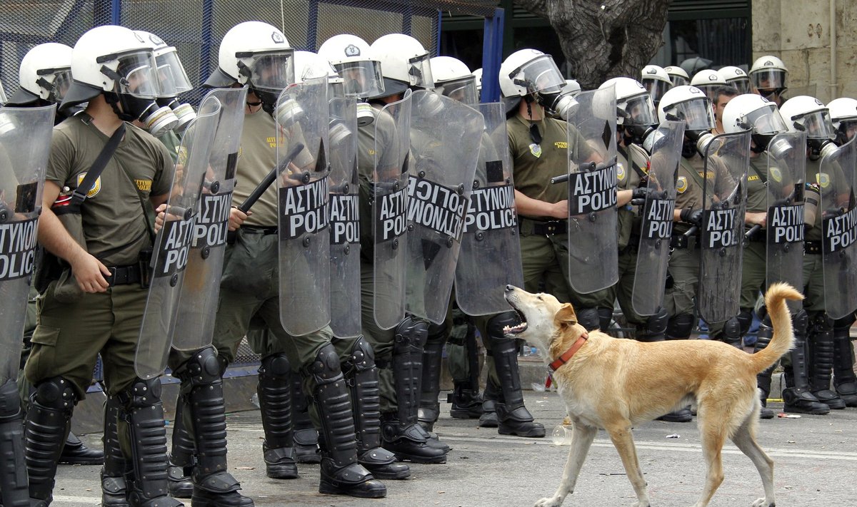 Сосиска лает на полицейских во время демонстраций в Афинах. 15 июня 2011 года.