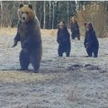 VIDEO | Karud seisavad neljakesi valvel. „Siga tahtis sööma tulla, aga karusid oli platsil juba rohkem“