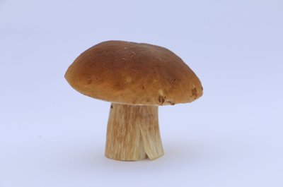 Puravik