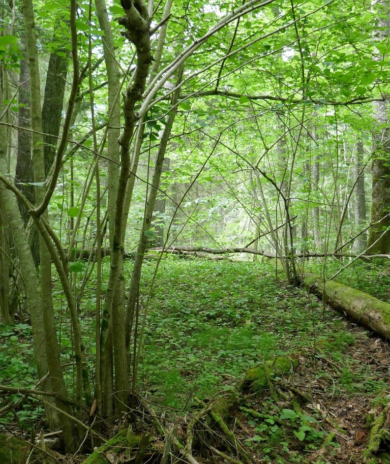 Vääriselupaik Pärnumaal riigimetsas. Kuna sellised metsad on paljude liikide koduks, on oluline, et neid vääriselupaigana ka kaitstaks.