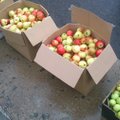 FOTOD: Keskturu juures jagatakse tasuta õunu