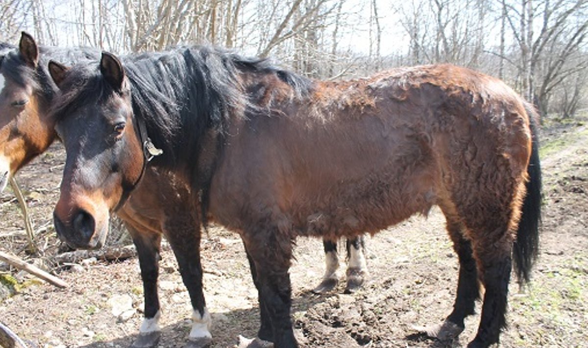 Saaremaal Valjalas elavad poolmetsikud hobused olid räsitud välimusega ja nende jalad hooldamata.