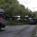 ФОТО и ВИДЕО | В Кадриорге дерево упало на проезжую часть, движение перекрыто