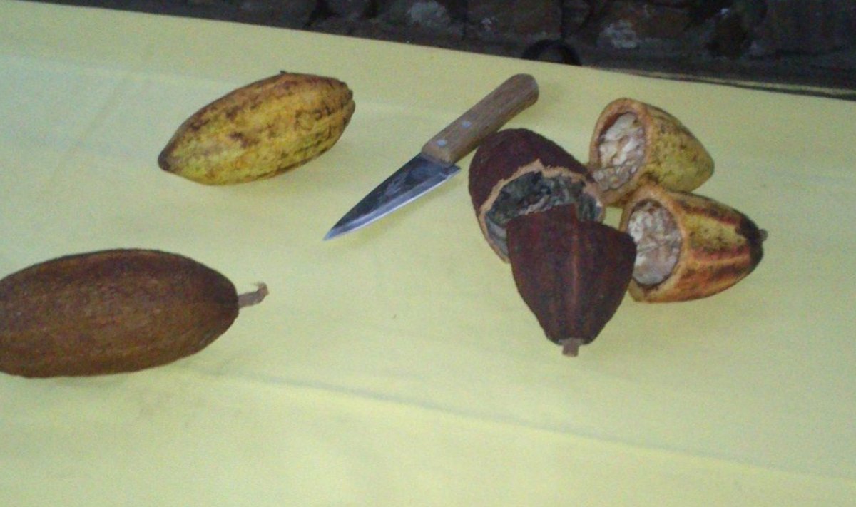 Värskelt korjatud kakao