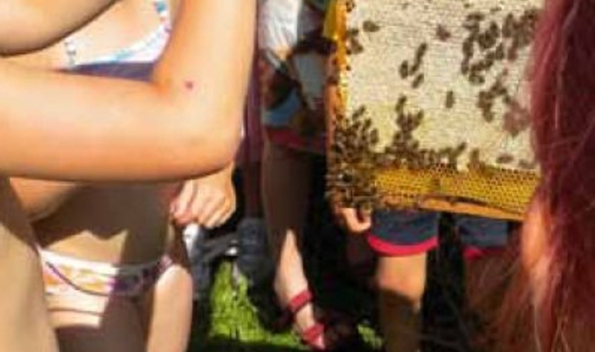 Lapsed tutvuvad mesilastega. (foto: Mare Tõnisson)