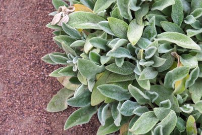 Stachys byzantina