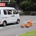 Issanda loomaaed on kirju: Jaapani talitajate omapärase "lõvidrilli" video tekitab sotsiaalmeedias palju kõmu