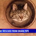 VIDEO: Michiganis päästeti päevadeks vihmaveetorru kinni jäänud kass